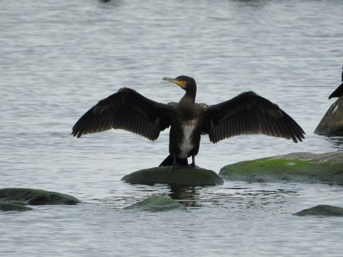 cormorant water bird sea