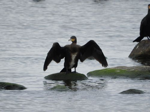 cormorant water bird sea