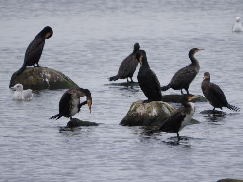 cormorant covey birds