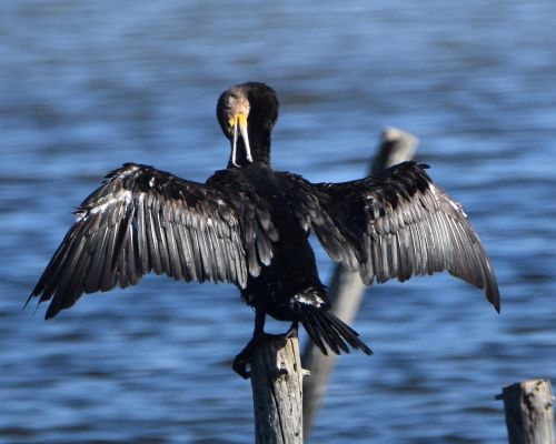 cormorant grooming wings