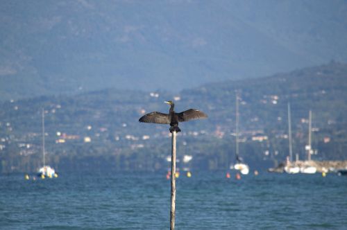 cormorant lake garda