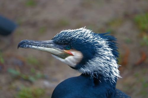 cormorant bird water bird