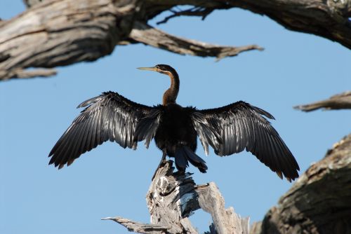 cormorant bird drying