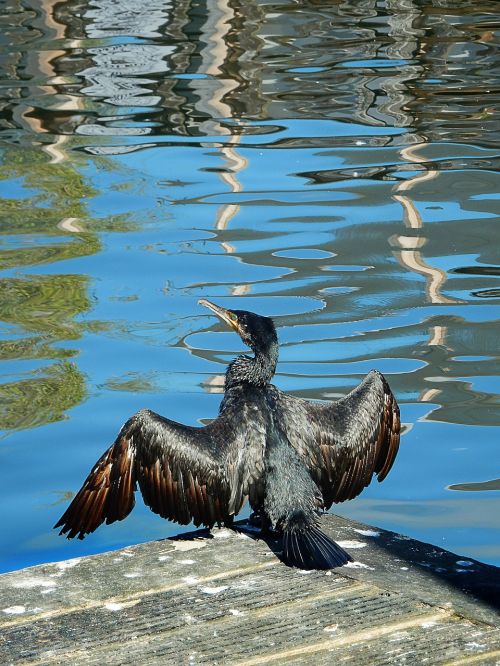 cormorant drying wings sun