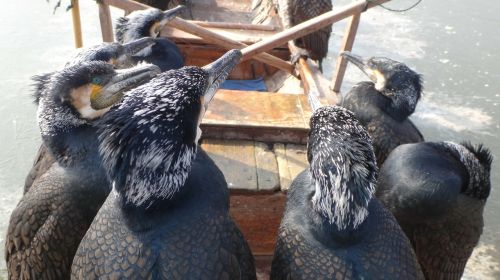 cormorant birds china
