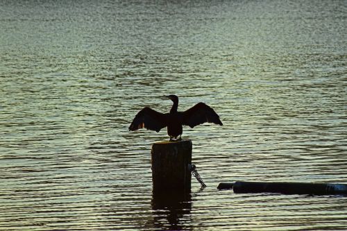 cormorant bird water