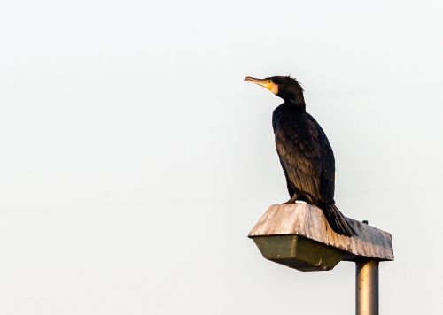 cormorant bird water bird