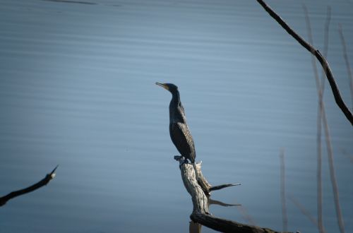 cormorant bird seevogel