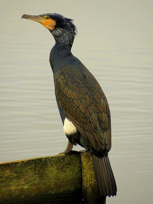 cormorant bird nature