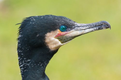 cormorant bird close