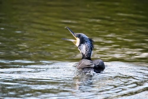 cormorant bird lake