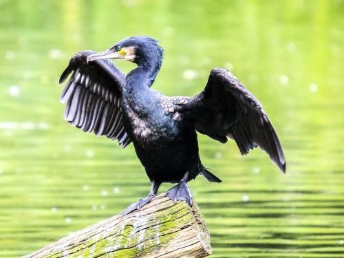 cormorant water bird bird