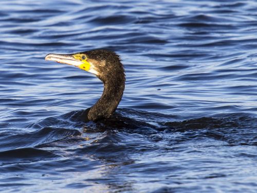 cormorant water bird bird