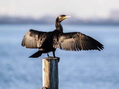 cormorant bird water bird