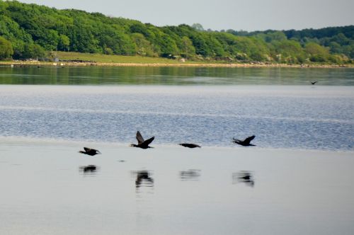 cormorant lake water