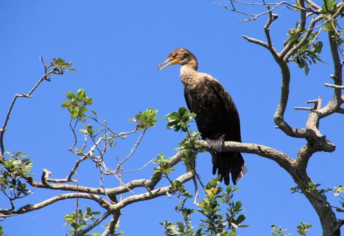 cormorant female nature