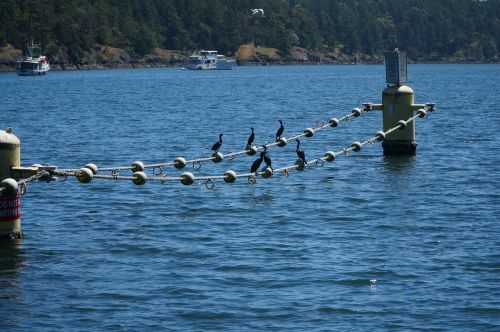 cormorant cormorants birds