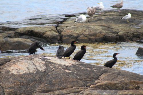 cormorant bird ocean