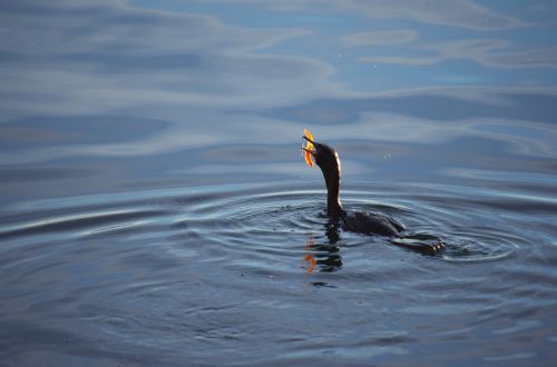 cormorant bird sea
