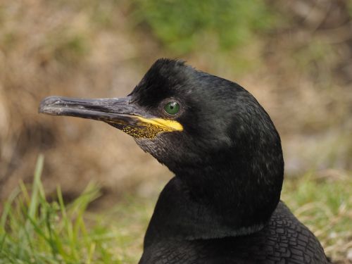 cormorant bird portrait