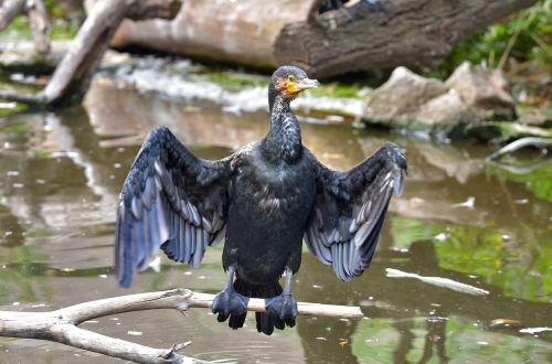 cormorant branch zoo