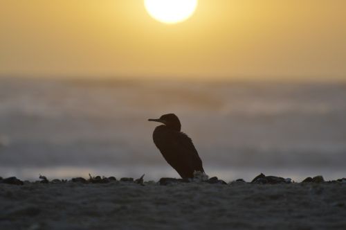 cormorant sunset sea