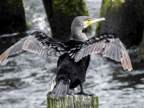 cormorant bird water bird