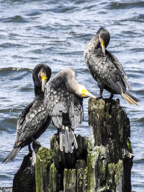 cormorant bird water bird