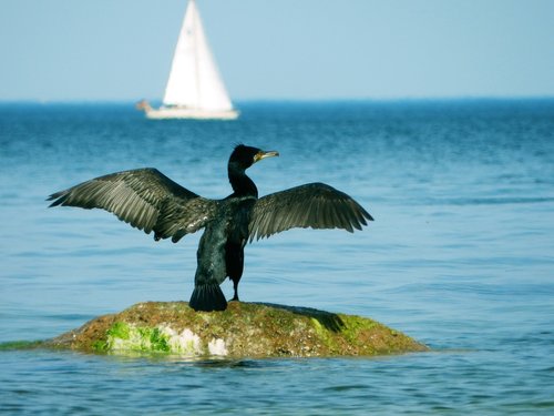 cormorant  bird  baltic sea