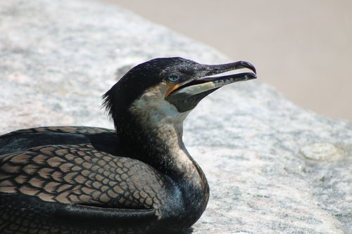 cormorant  great cormorant  bird