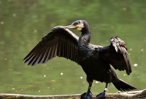 cormorant  phalacrocorax carbo  black