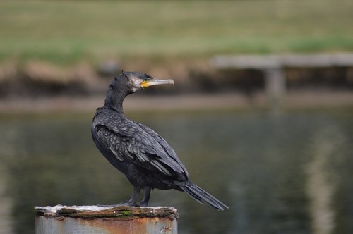 cormorant  bird  plumage