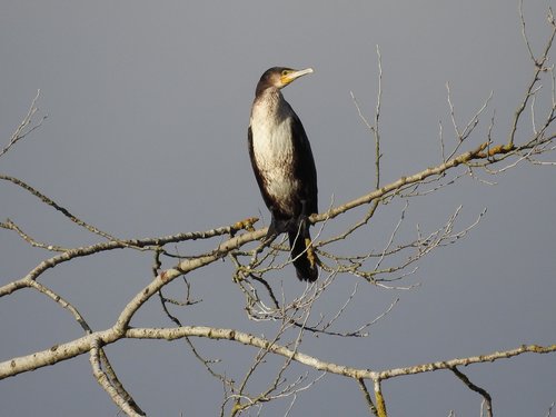 cormorant  bird  water bird