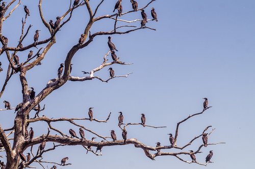 cormorant  tree  water bird sanctuary