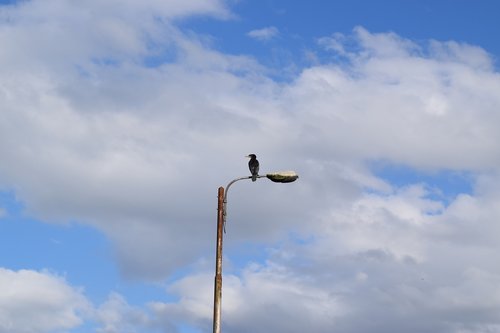 cormorant  floor lamp  bird