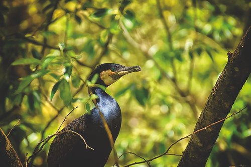 cormorant  phalacrocorax carbo  black