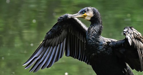 cormorant  phalacrocorax carbo  black