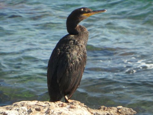 cormorant rock sea