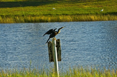 cormorant  bird  nature