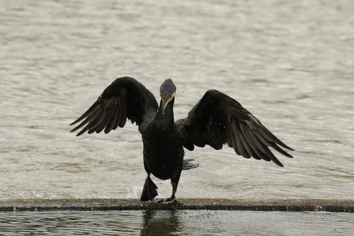cormorant  black  wings