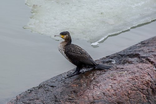 cormorant  spring  ice