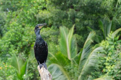 cormorant  bird  avian