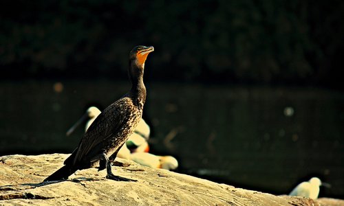 cormorant  bird  nature