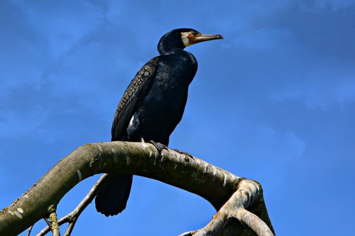 cormorant  bird  animal