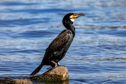 cormorant  water bird  bird