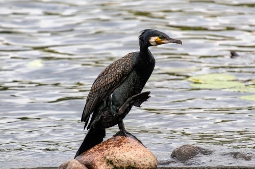 cormorant  bird  animal