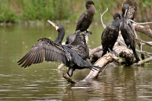 cormorant  water bird  nature