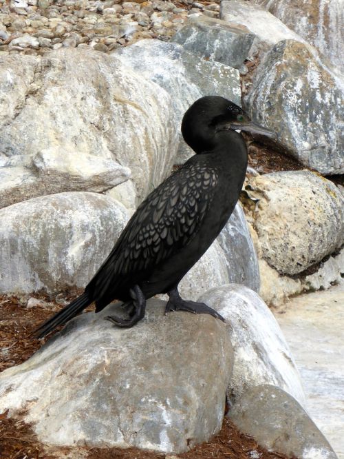 cormorant black seabird