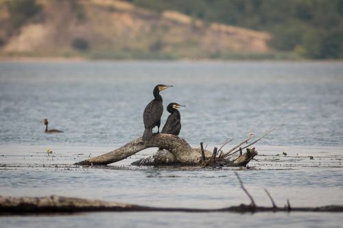 cormorant wisla bird