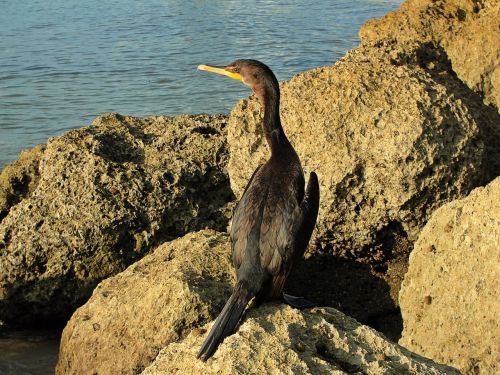 cormorant water bird sea